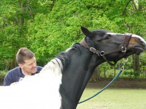 Photo: Suzanne Rogers, IAABC certified horse behaviourist.
